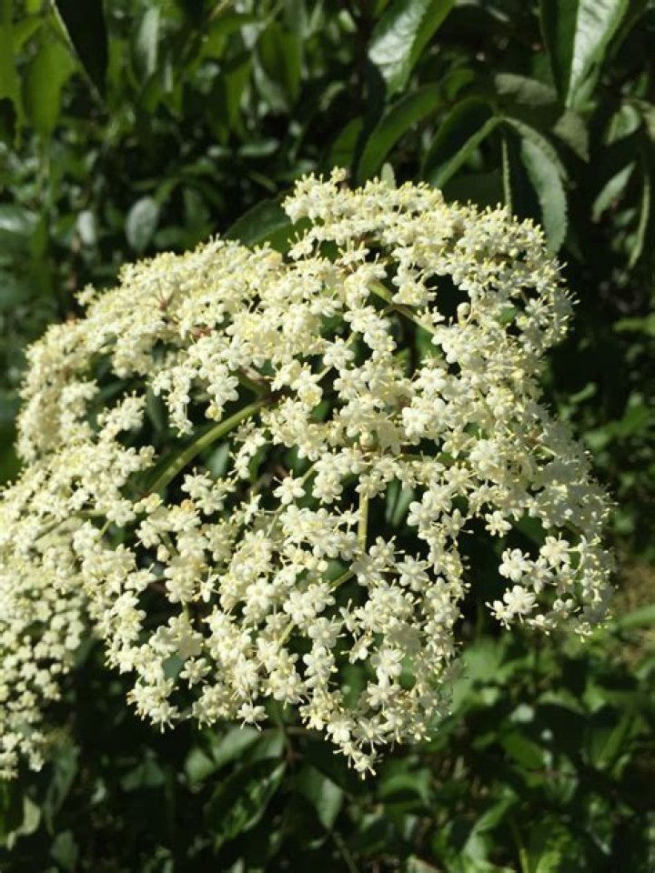 Are Sambucus flowers edible?