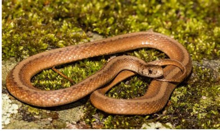 Are snakes in the garden bad?