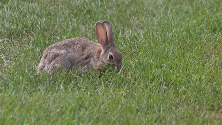 Are stodmarsh hides open?