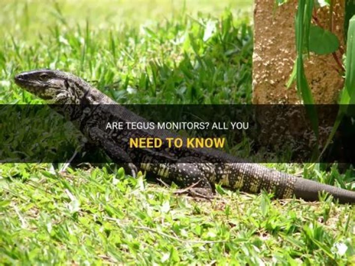 Are Tegus related to monitors?