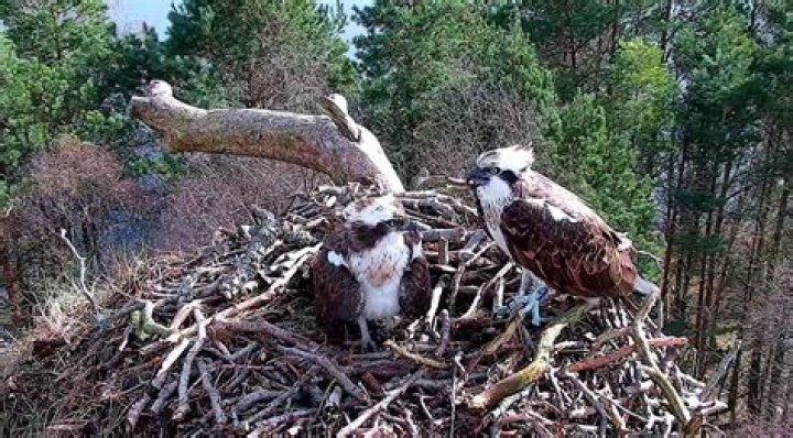 Are the ospreys still at Loch Garten?