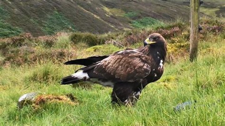 Are there any Golden Eagles in Scotland?