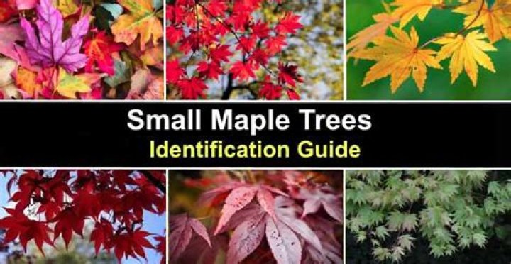 Are there any small maple trees?