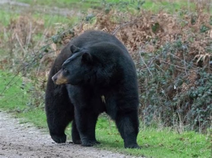 Are there bears in Shawnee National Forest Illinois?