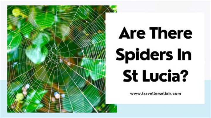 Are There big spiders in st Lucia?