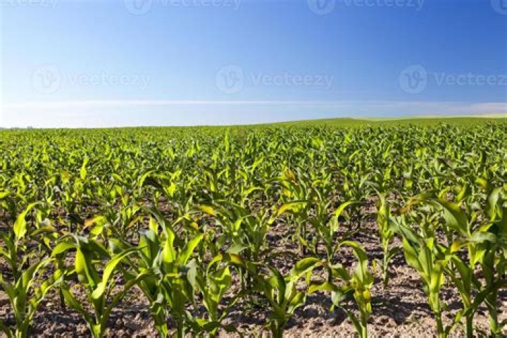 Are there cornfields in Texas?