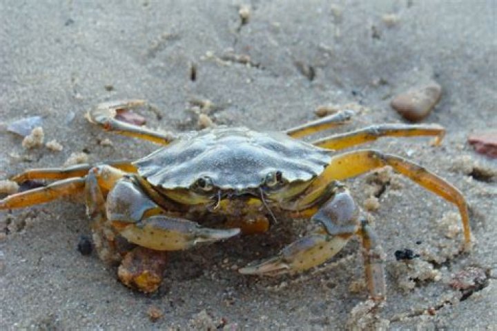 Are there crabs in the Maldives?