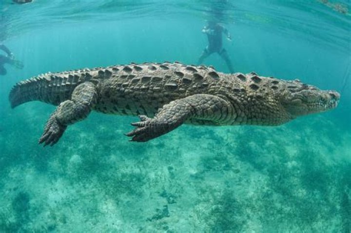Are there crocodiles in the Gold Coast?