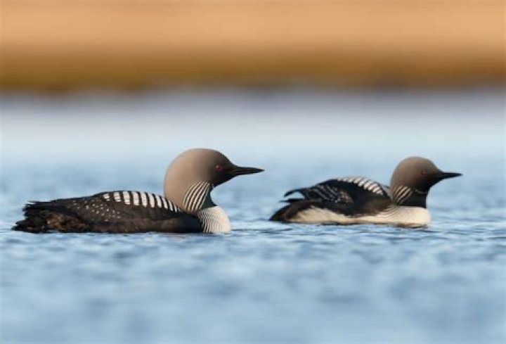 Are there different types of loons?