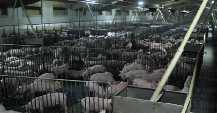 Are there factory farms in Europe?