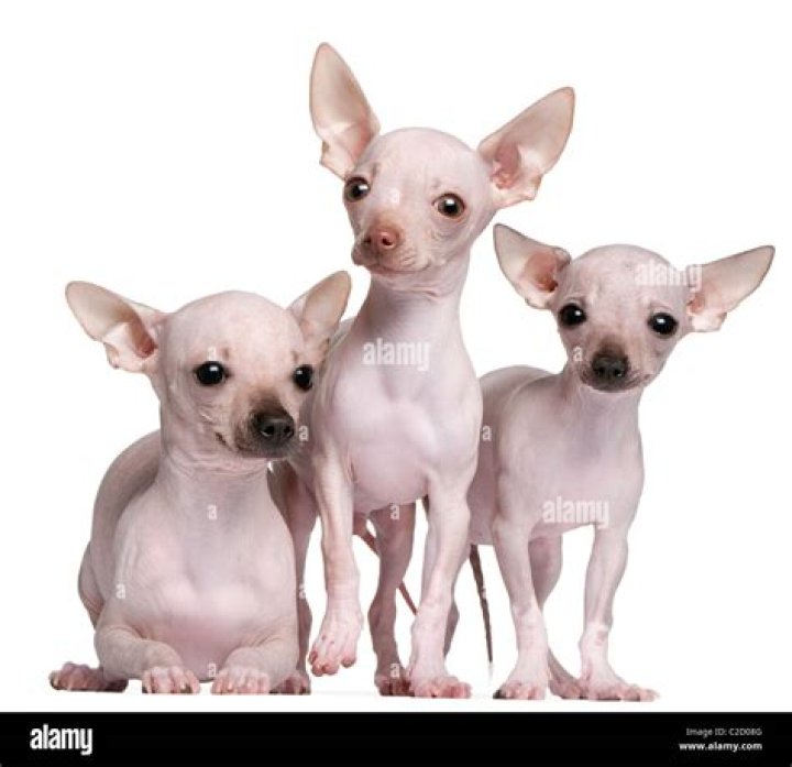 Are there hairless Chihuahuas?