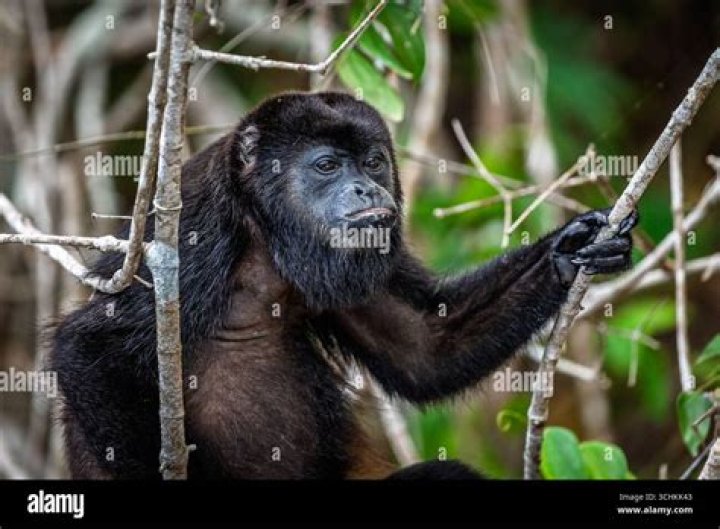Are there howler monkeys in Panama?
