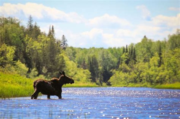 Are there moose in the Boundary Waters?