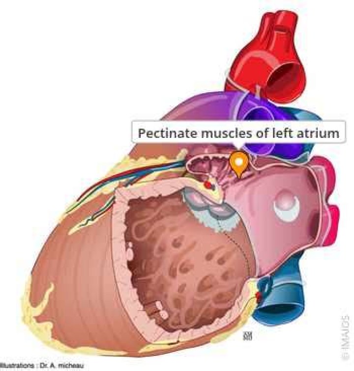 Are there pectinate muscles in the left atrium?