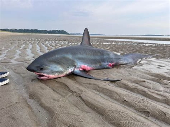 Are there sharks in San Diego California?