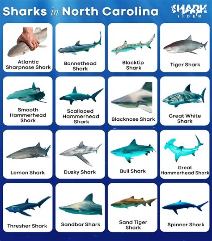 Are there sharks in Surf City nc?