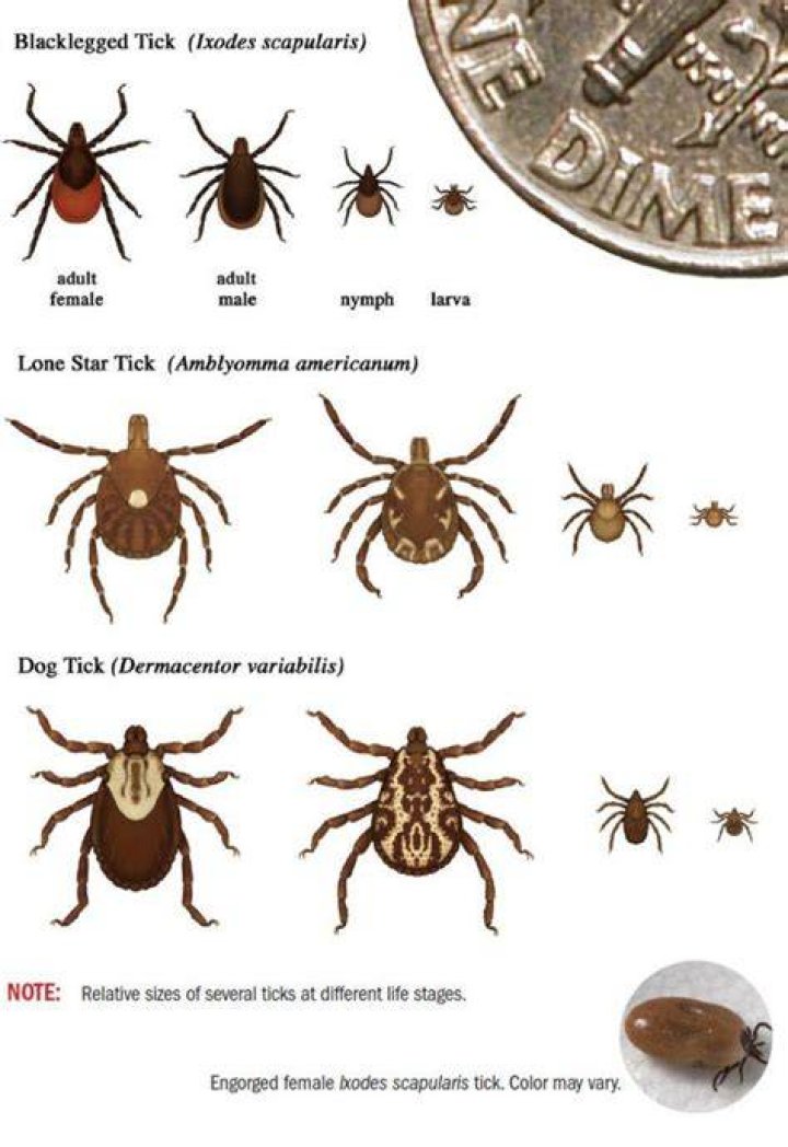 Are there ticks and chiggers in Alaska?