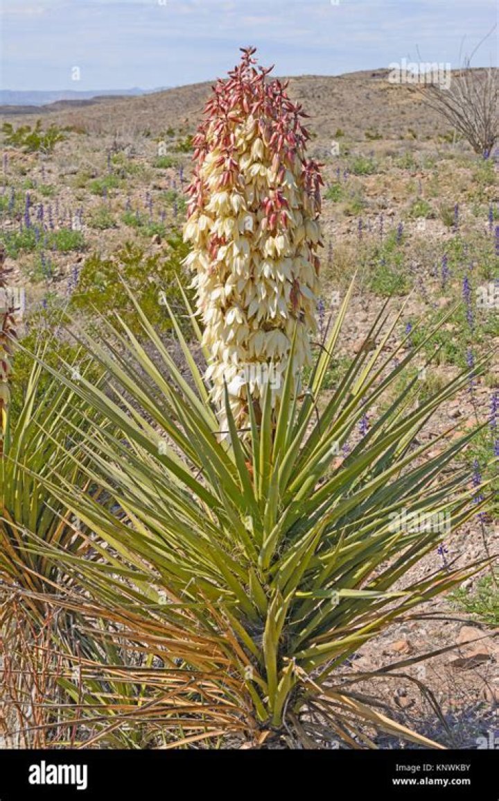 Are there yucca in Texas?