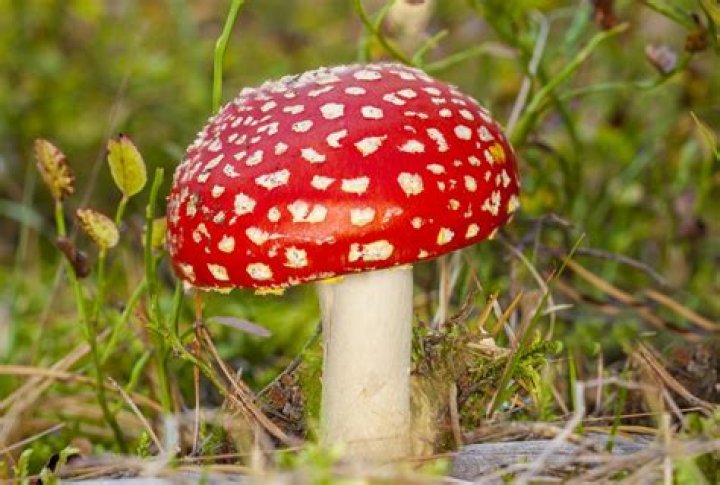 Are toadstool mushrooms poisonous to dogs?