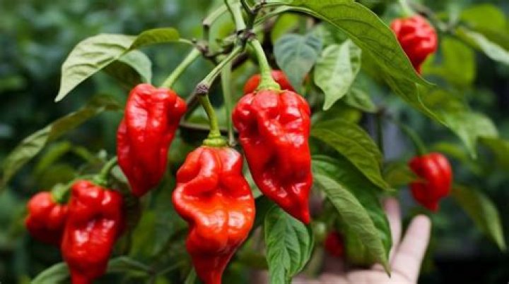 Are Trinidad Scorpion peppers hard to grow?