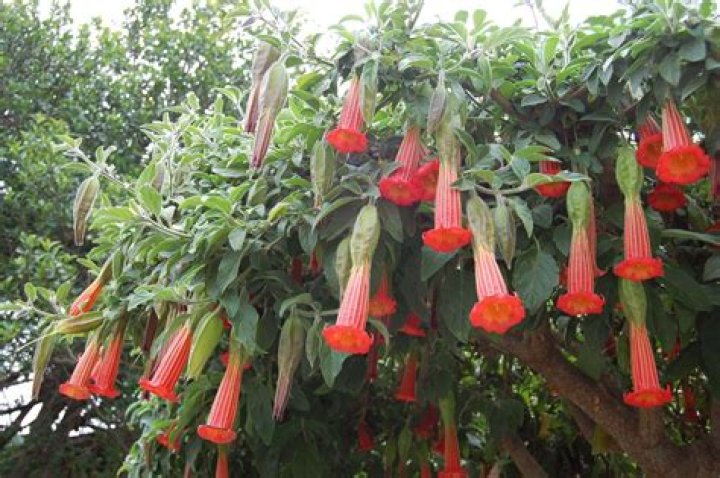 Are trumpet plants poisonous to touch?