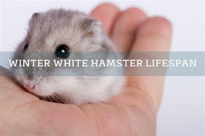 Are winter white dwarf hamsters friendly?