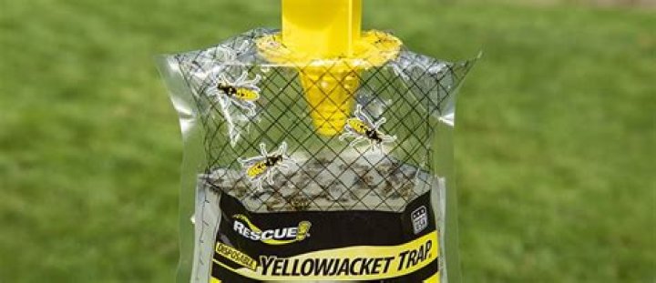 Are yellow jacket traps effective?