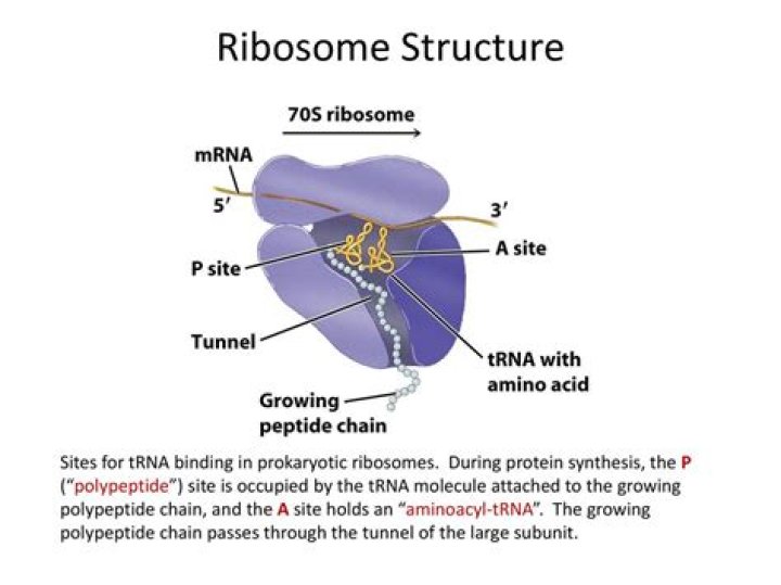 At what site does tRNA bind to ribosome?