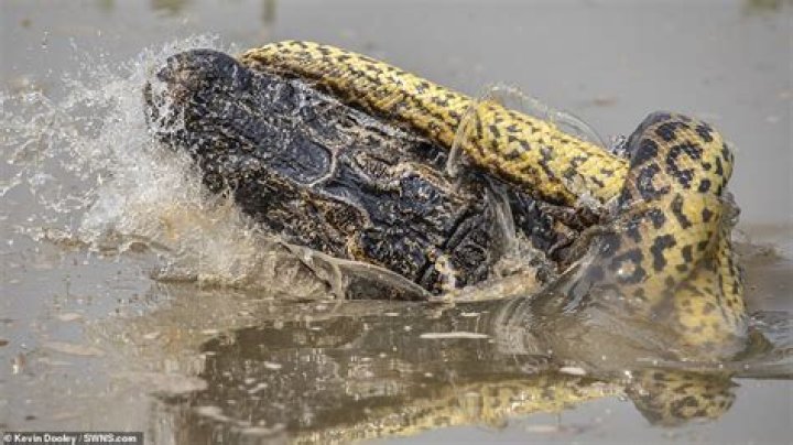 Can a anaconda kill a alligator?