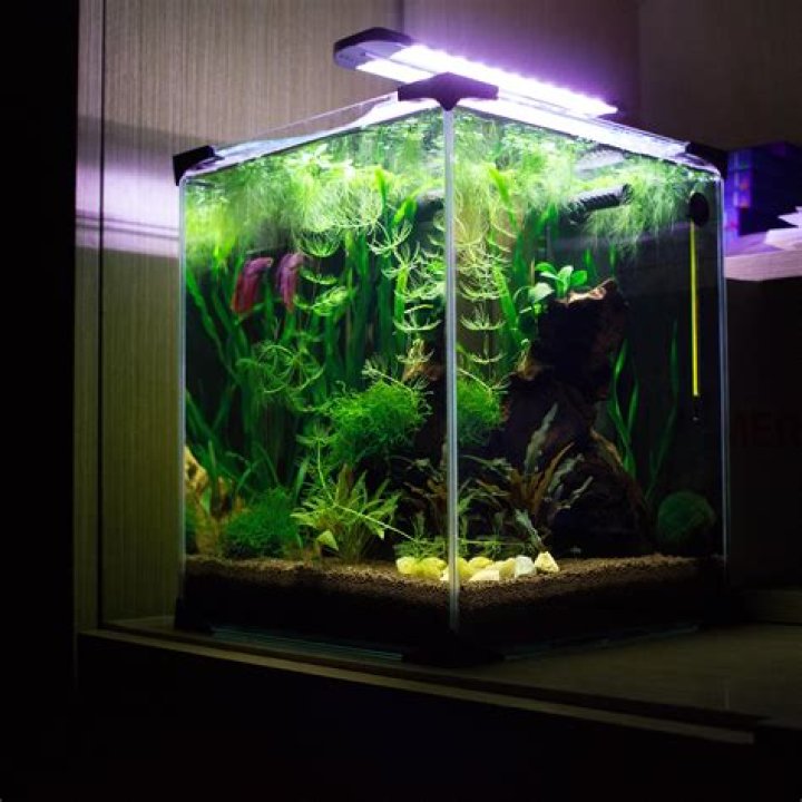 Can a betta live in a 20 Litre tank?