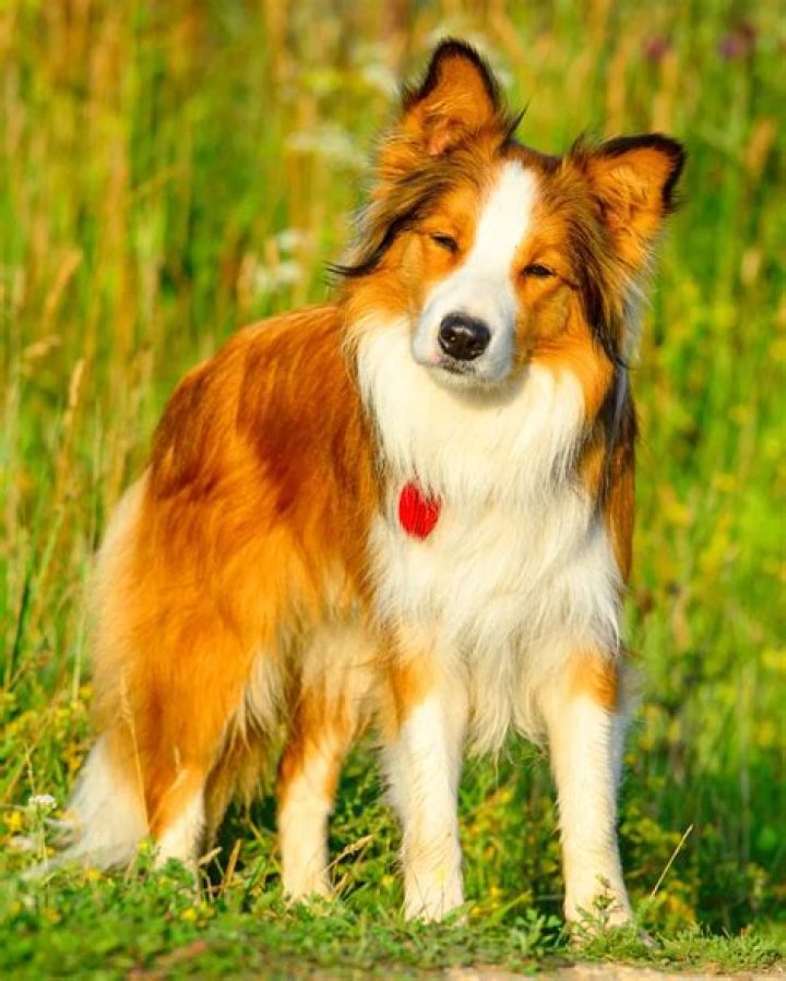 Can a border collie be red?