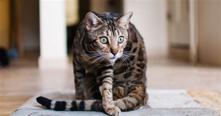 Can a domestic cat breed with a wild cat?