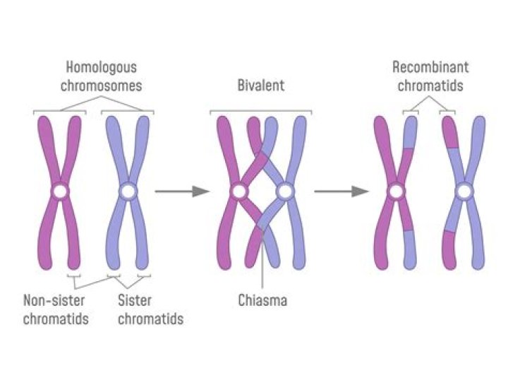 Can a female have 3 X chromosomes?