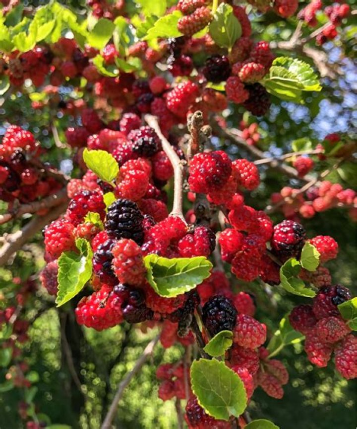 Can a mulberry tree be grown indoors?
