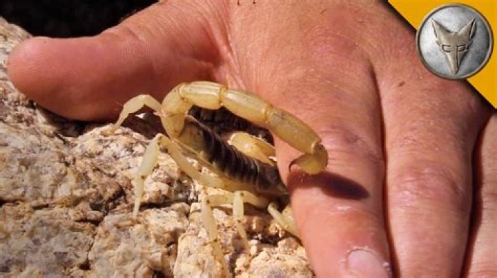 Can a scorpion sting a frog?
