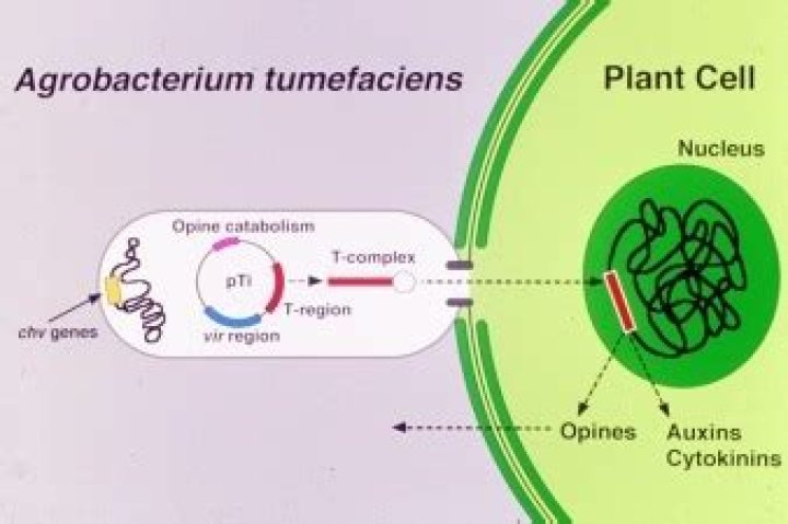 Can Agrobacterium metabolize opines?