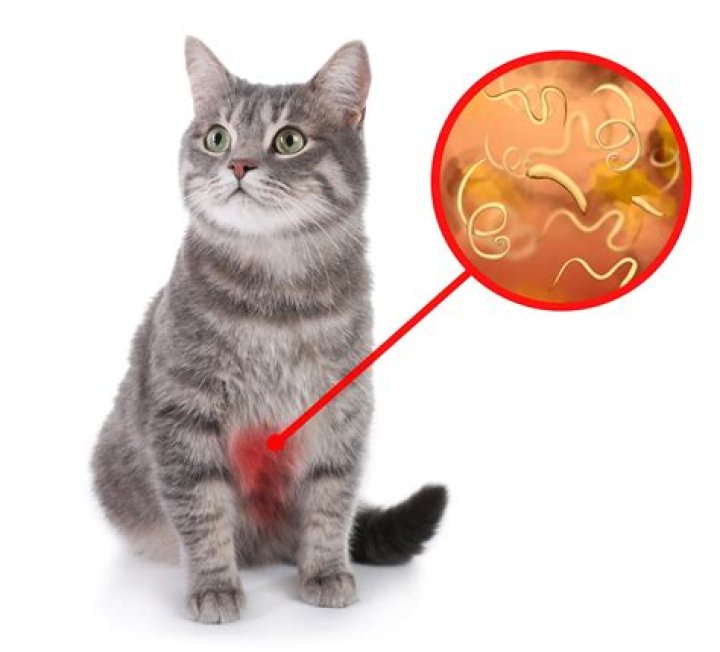 Can cats get laser syndrome?