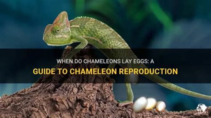 Can chameleons lay eggs without mating?