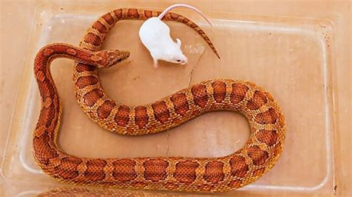 Can corn snakes eat live mice?