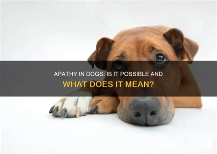 Can dogs be apathetic?