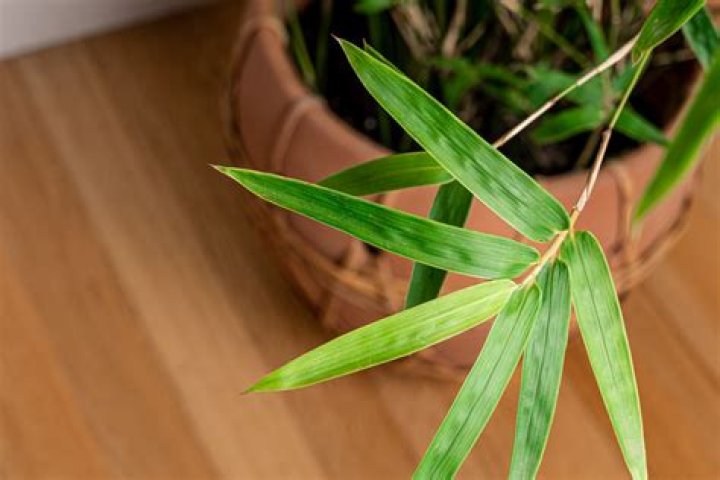 Can golden bamboo grow indoors?
