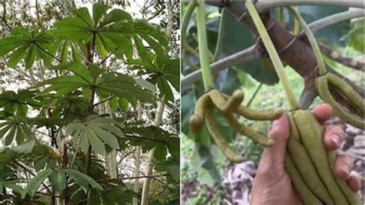 Can humans eat Cecropia leaves?