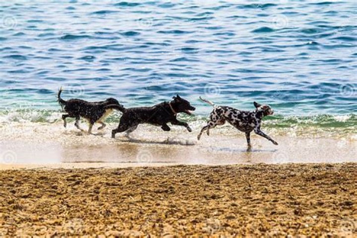 Can hunting dogs swim?
