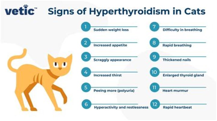 Can hyperthyroidism in cats cause constipation?