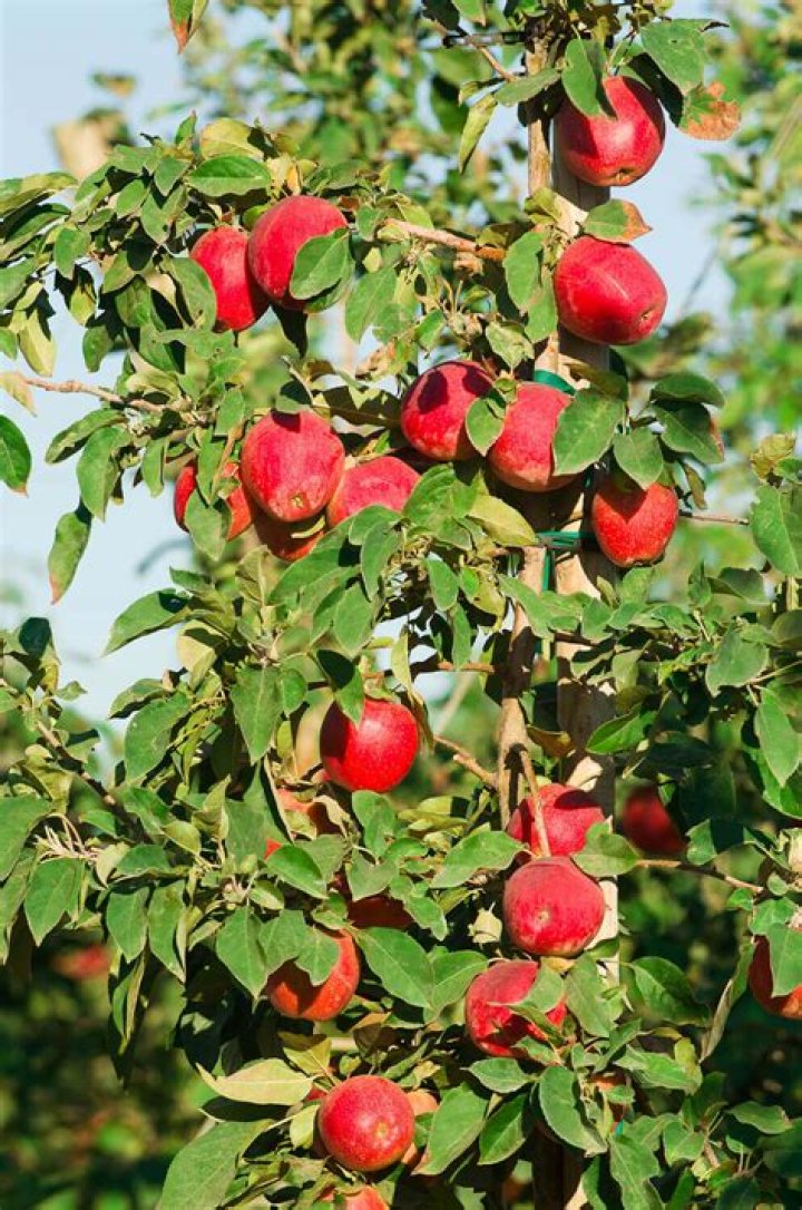 Can I buy a SweeTango apple tree?