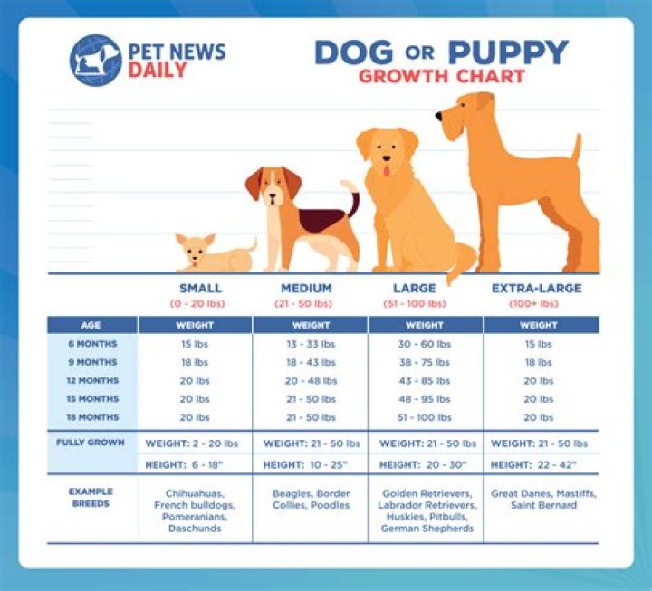 Can I get my puppy fixed at 4 months?