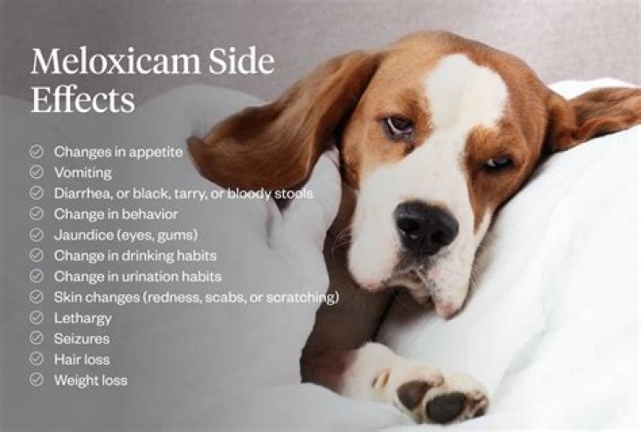 Can I give my dog meloxicam without food?