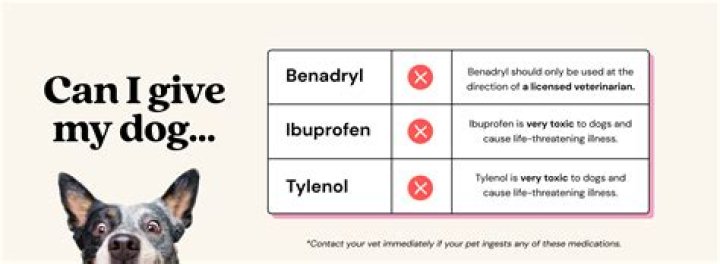 Can I give my dog Tylenol for allergies?