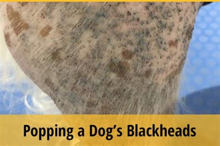 Can I pop my dogs blackheads?