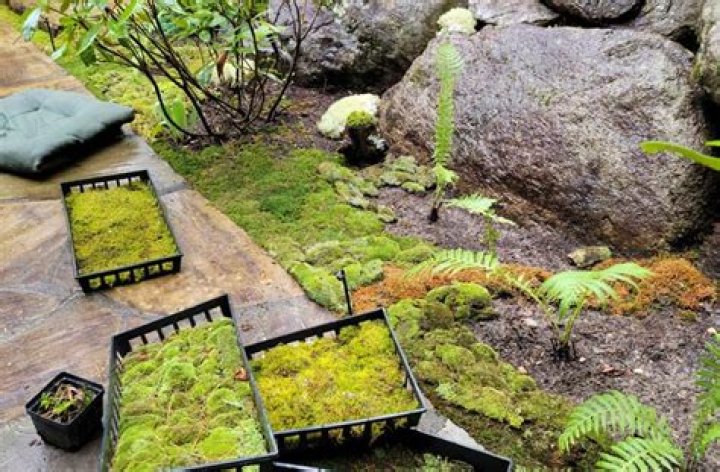 Can I sell moss?